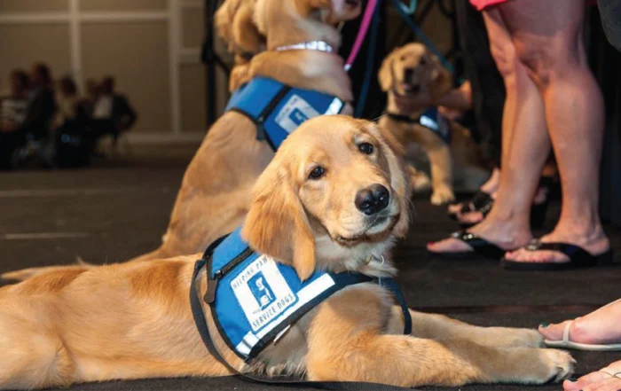 Helping Paws Featured Image