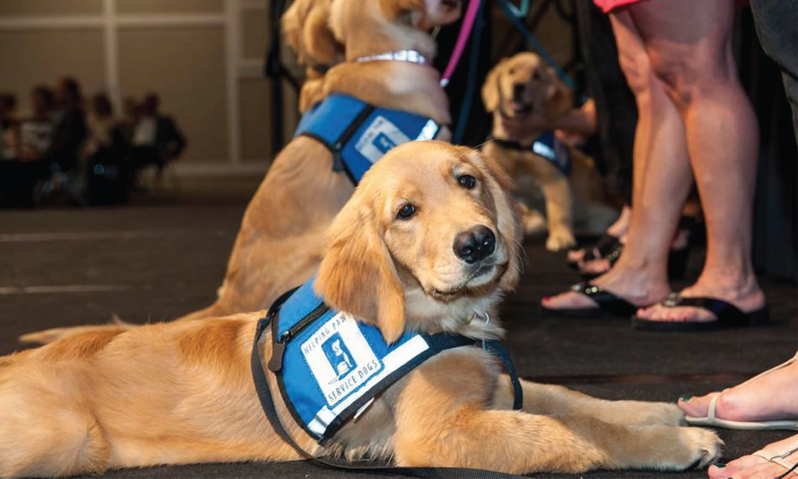 Helping Paws Featured Image