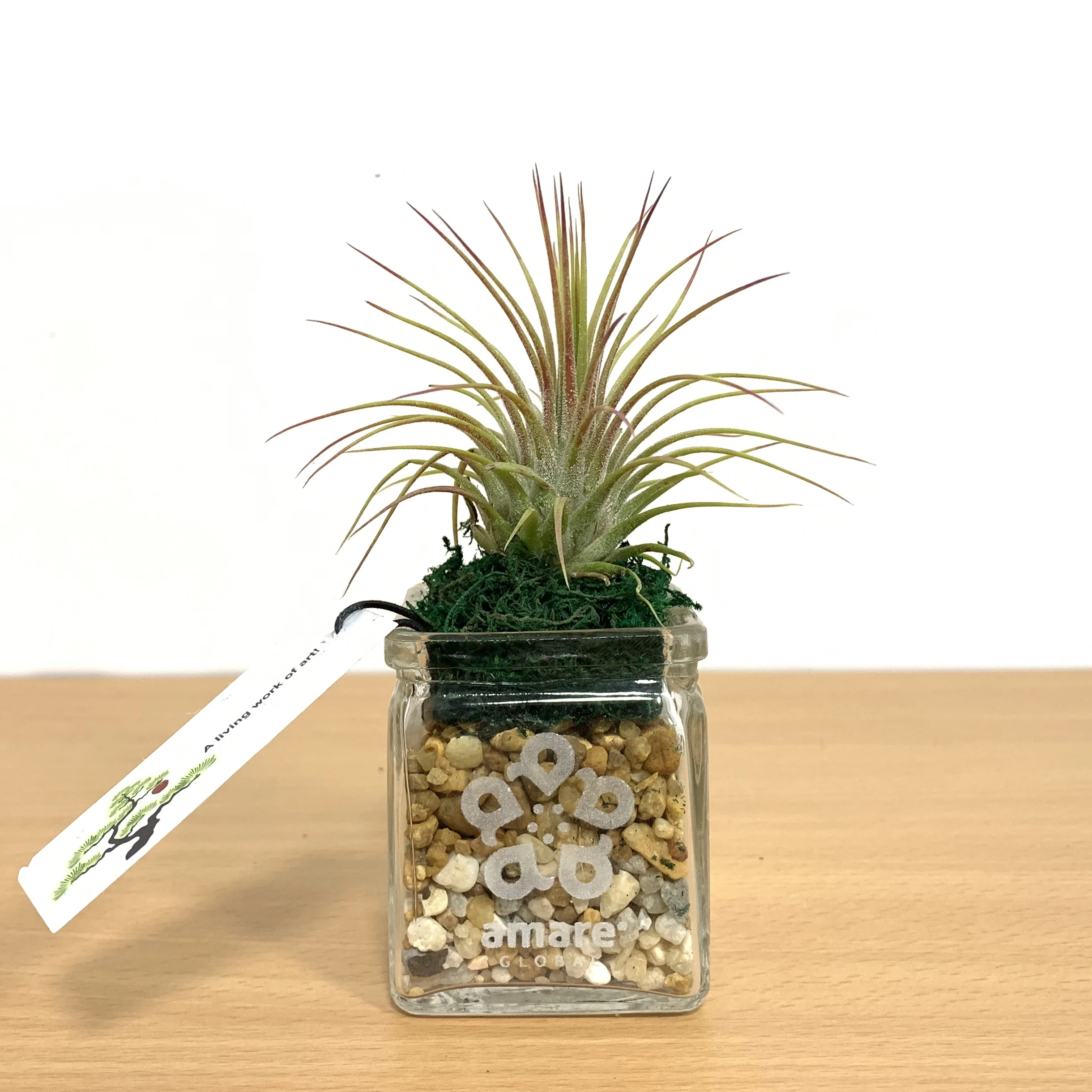 Air Plant