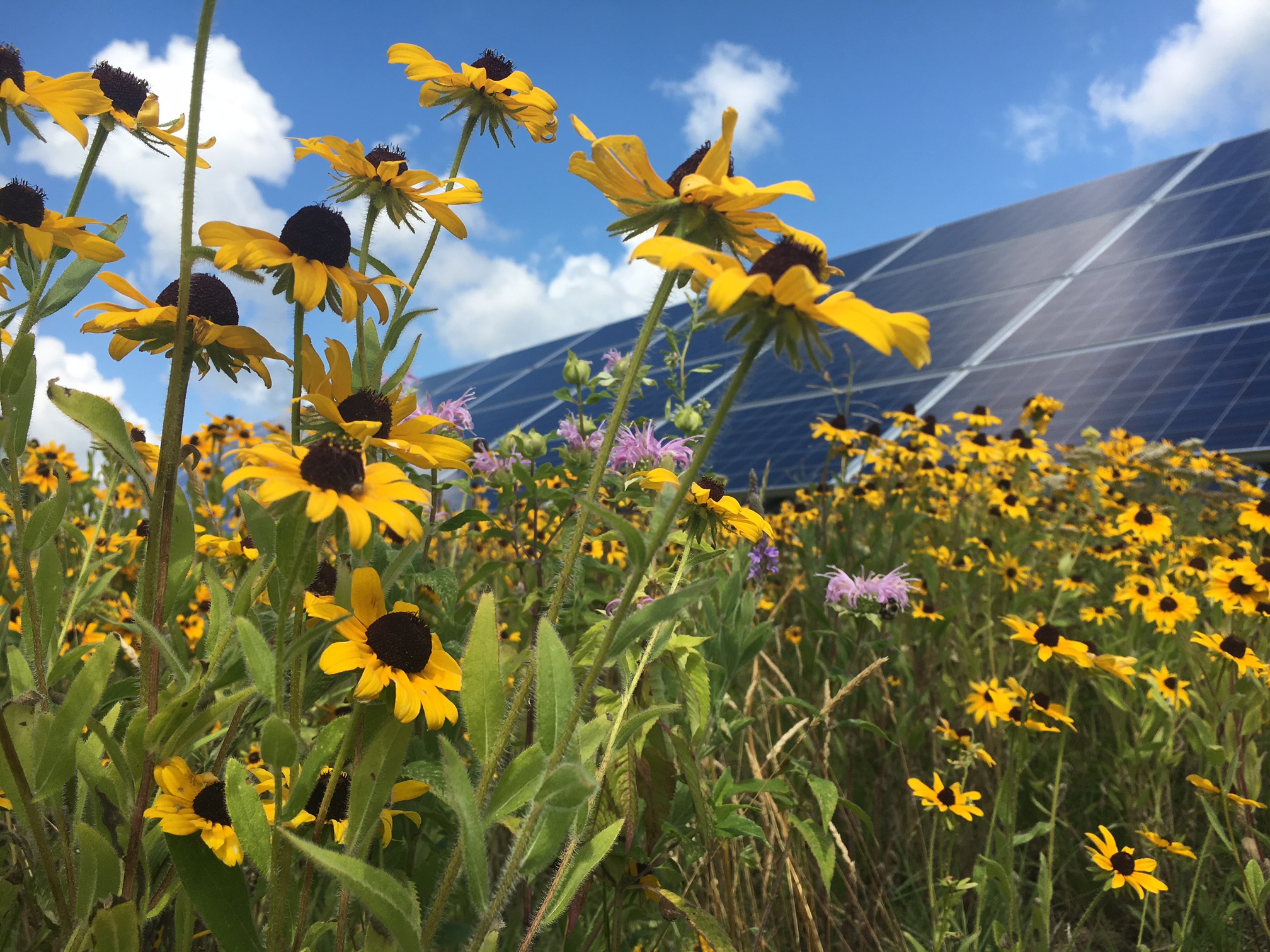 Fresh Energy Pollinator Solar