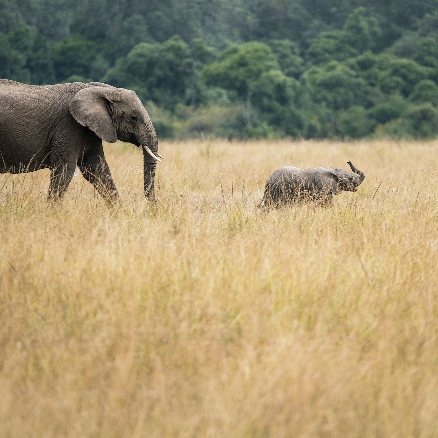 Ellie Mental Health Elephant Double Plays fpr Charity